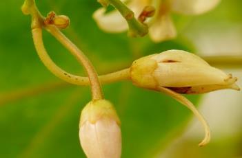 木本茄樹