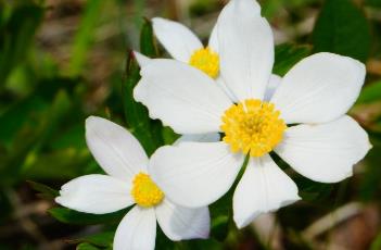 銀蓮花