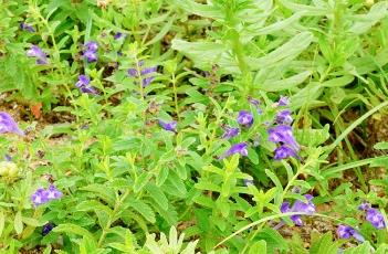 沙滩黄芩