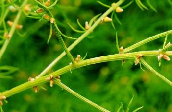 龍須菜