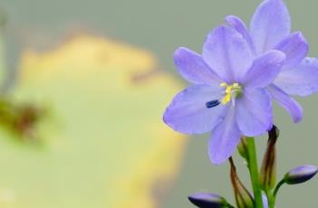 雨久花