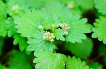 毛花點草