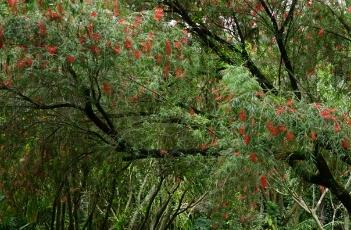 柳葉紅千層