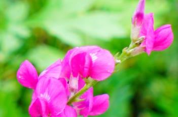 蓝花棘豆（蓝花棘豆功效）