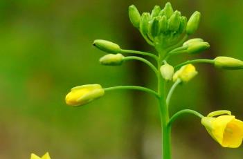 油菜種植的田間管理