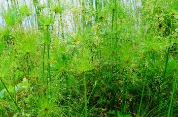 紙莎草 紙莎草味道