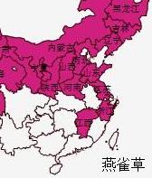 天仙子（天仙子张先）