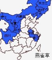 北重樓 北重樓圖片