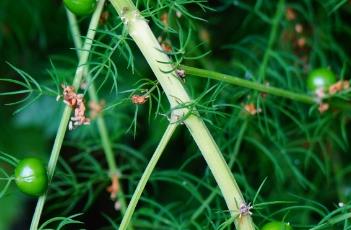 龍須菜 龍須菜是從哪里長(zhǎng)出來(lái)的