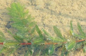 金魚藻科（金魚藻科的形態(tài)特征）