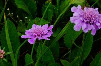 華北藍(lán)盆花