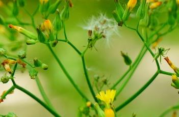 黃鵪菜 黃鵪菜的圖片