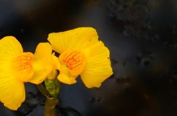 黃花貍藻（黃花貍藻吃蟲(chóng)子）