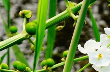 華夏慈姑