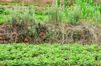 花生施肥時間及方法 種植花生施肥時間及方法