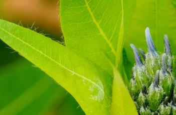 水甘草 柳叶水甘草