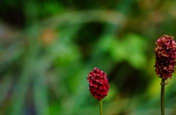 穗状花序（穗状花序和总状花序的区别）