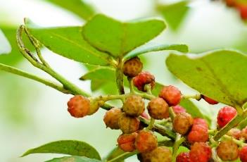 花椒樹的修剪方法 花椒樹修剪時間及方法