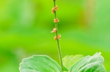 鐵莧菜 鐵莧菜是什么科