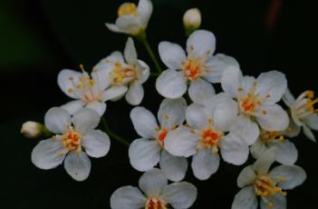 小花溲疏（小花溲疏什么科）