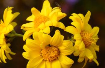 野菊花（野菊花樂隊(duì)）