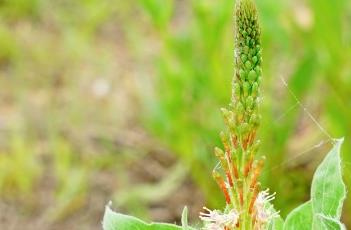 小花山桃草