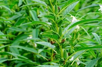 芝麻種植技術(shù)