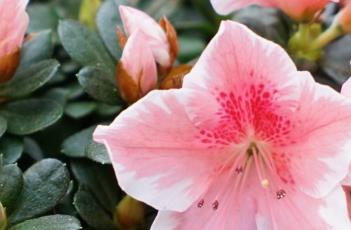 杜鹃花科（杜鹃花科植物的花药通常为）