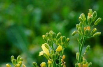 花椰菜 花椰菜圖片