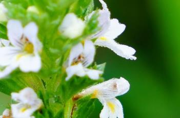 小米草 小米草種子怎樣種植