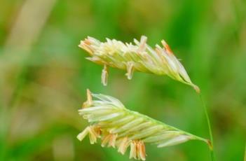 野牛草