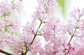 盆栽丁香花的種植方法 丁香花怎么栽