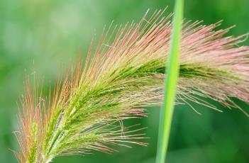 长芒稗 长芒稗图片