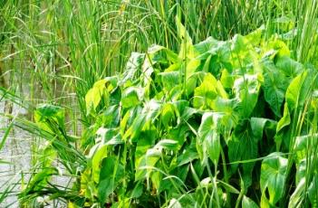 華夏慈姑（華夏慈姑圖片）