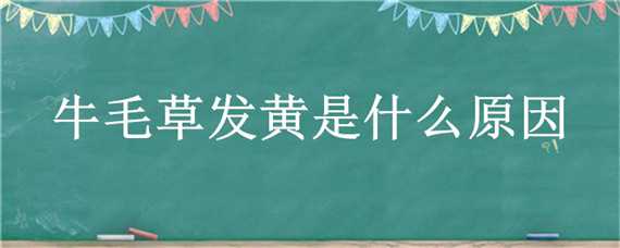 牛毛草发黄是什么原因（牛毛草水草为什么发黄）