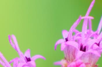 蛇鞭菊（蛇鞭菊花期）