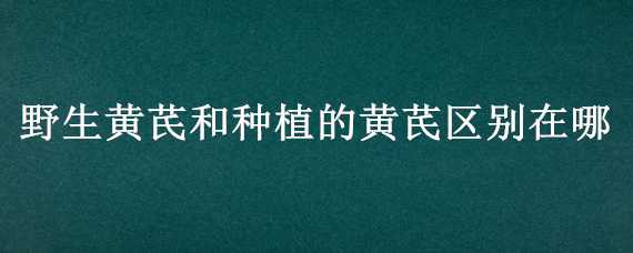 野生黄芪和种植的黄芪区别在哪 野生黄芪和种植的黄芪区别在哪里