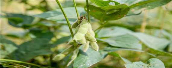 毛豆种植的行株距是多少 毛豆种植间距多少厘米