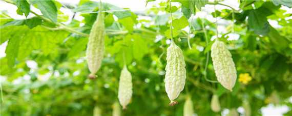 苹果苦瓜种植技术 苹果苦瓜种植技术培训