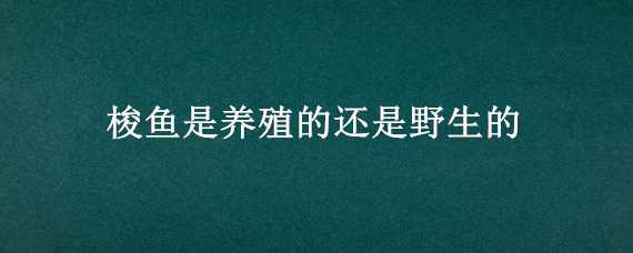 梭鱼是养殖的还是野生的 梭鱼是养殖的还是野生的好