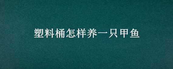 塑料桶怎样养一只甲鱼 甲鱼用桶养怎么养