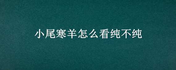 小尾寒羊怎么看纯不纯 小尾寒羊怎么看品种纯不纯