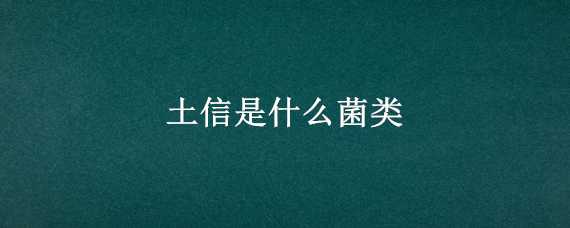 土信是什么菌类（土信菇到底是什么东西）