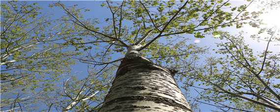 杨树种植技术要点 杨树种植技术要点是什么