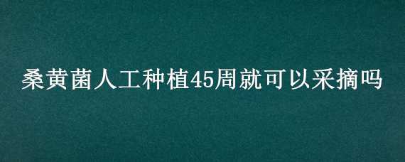 桑黃菌人工種植45周就可以采摘嗎（桑黃菌人工種植45周就可以采摘嗎）