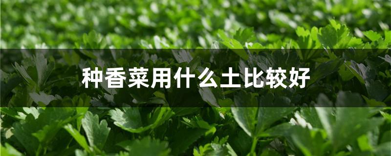 種香菜用什么土比較好