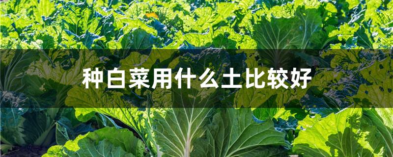 種白菜用什么土比較好