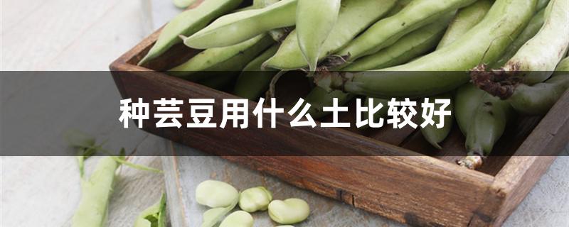 種蕓豆用什么土比較好