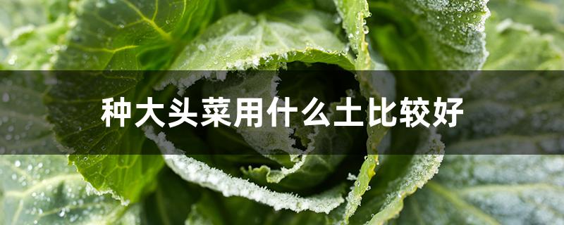 種大頭菜用什么土比較好