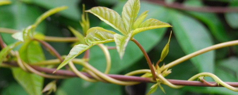 植物生長需要量最多的無機(jī)鹽是什么